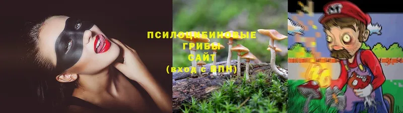 купить   Анжеро-Судженск  Псилоцибиновые грибы Psilocybe 